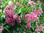 Fuchsia arborescens ´BERRY BLUE´ Mexická borůvka, P 14 - Image 6