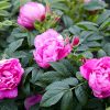 Rosa rugosa 'Rosa Zwerg' - C 2L