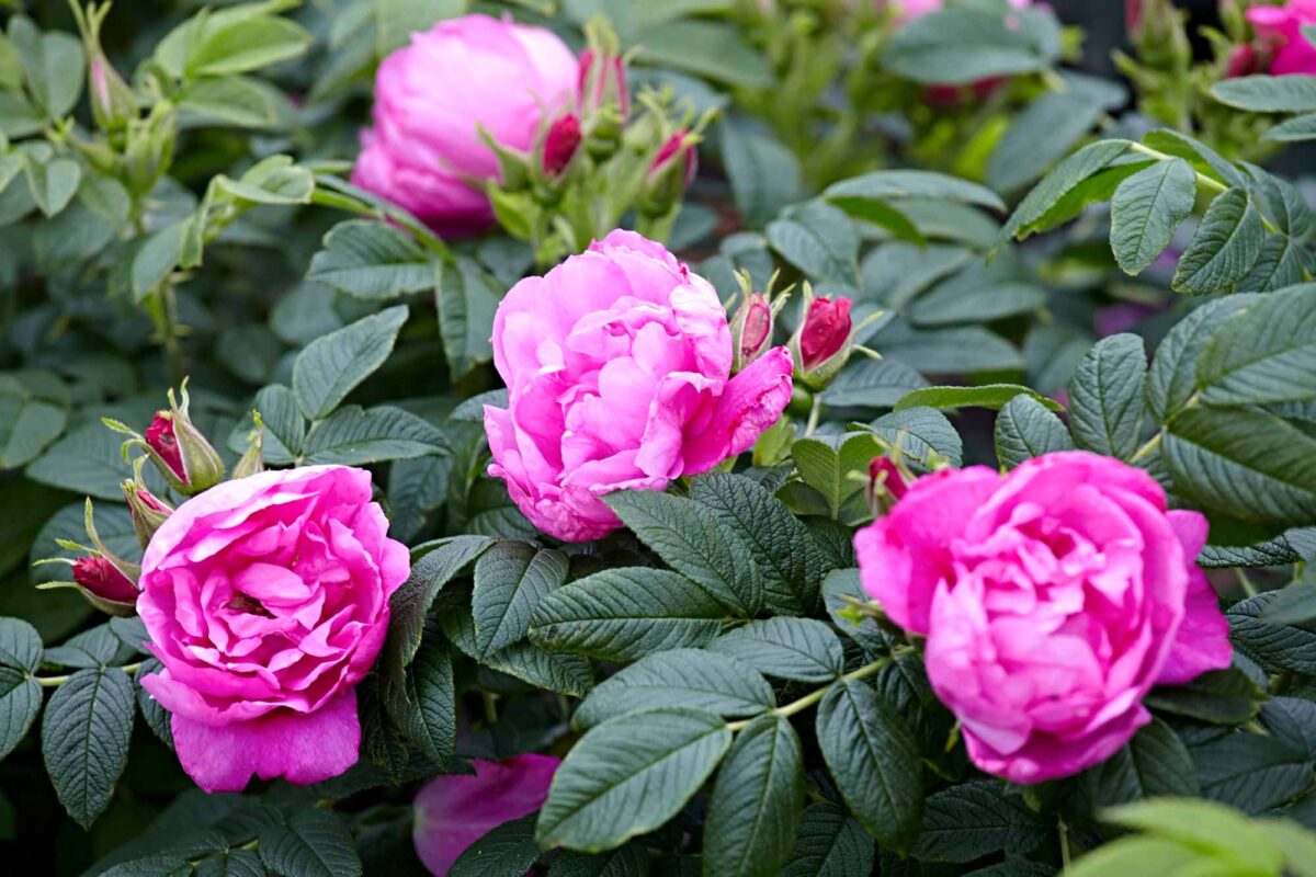 Rosa rugosa 'Rosa Zwerg' - Image 1