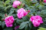Rosa rugosa 'Rosa Zwerg'