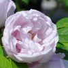 Rosa rugosa 'Schneekoppe' - C 2L