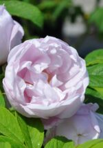 Rosa rugosa 'Schneekoppe'