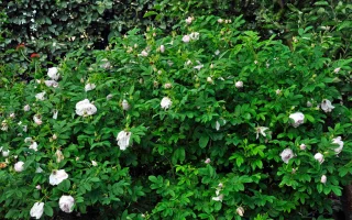 Rosa rugosa 'Schneekoppe' - Schneekoppe´ CSC0100 1