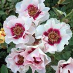 Rosa persica 'Eyes for you' - stromková