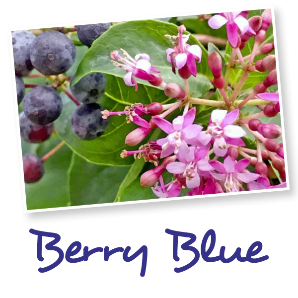 Mexická borůvka 'Berry Blue®' - berryblue 600x600 01 1