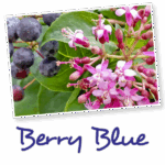Fuchsia arborescens ´BERRY BLUE´ Mexická borůvka, P 14 - Image 4