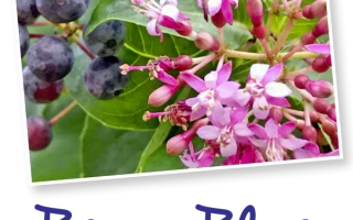 Fuchsia arborescens ´BERRY BLUE´ Mexická borůvka, P 14 - berryblue 600x600 01