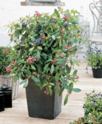 Fuchsia arborescens ´BERRY BLUE´ Mexická borůvka, P 14