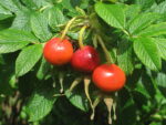 Rosa rugosa 'Rotes Meer' - Image 5