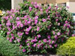 Rosa rugosa 'Rosa Zwerg' - Image 2