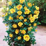 Rosa persica 'Eye of the Tiger'-stromková
