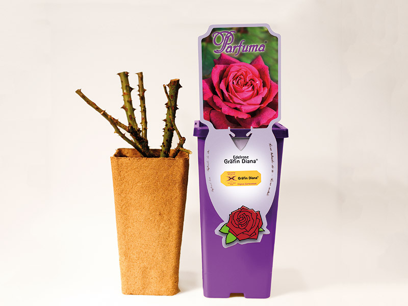 ROSA KORDES 2L Lavender Siluetta® - Kontejner kordesw