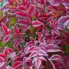 Nandina domestica 'Obsessed' - C2L