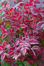Nandina domestica 'Obsessed'