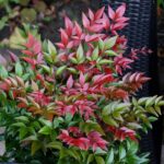 Nandina domestica 'Obsessed' - Image 2