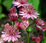 Astrantia major ´Rosensinfonie´ P 11
