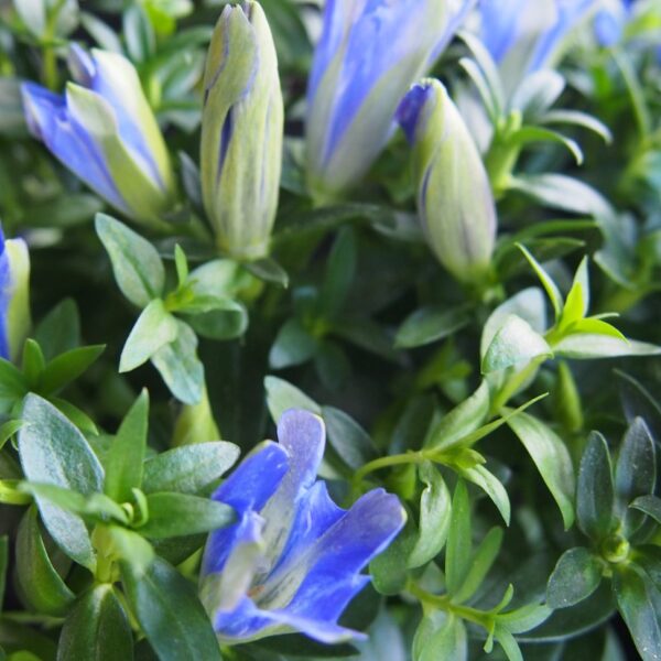 Gentiana scabra 'Blue Heart'