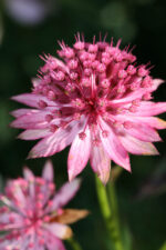 Astrantia major ´Rosensinfonie´ P 11 - Image 3