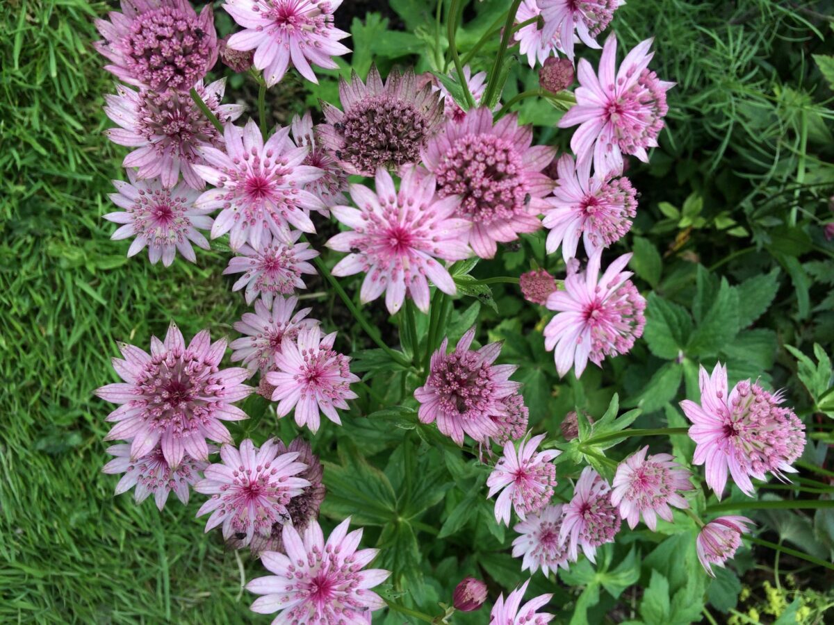 Astrantia major ´Rosensinfonie´ P 11 - Image 2