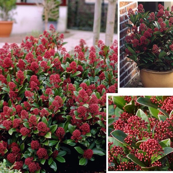 Skimmia japonica 'Rubella'