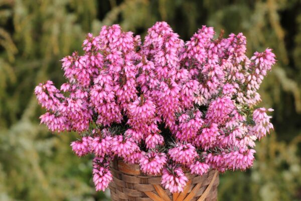 Erica carnea Vřesovec, ROSALIE, P 11 – SYTĚ RŮŽOVÁ - b erica carnea rosalie 17 03 15 096 origin img