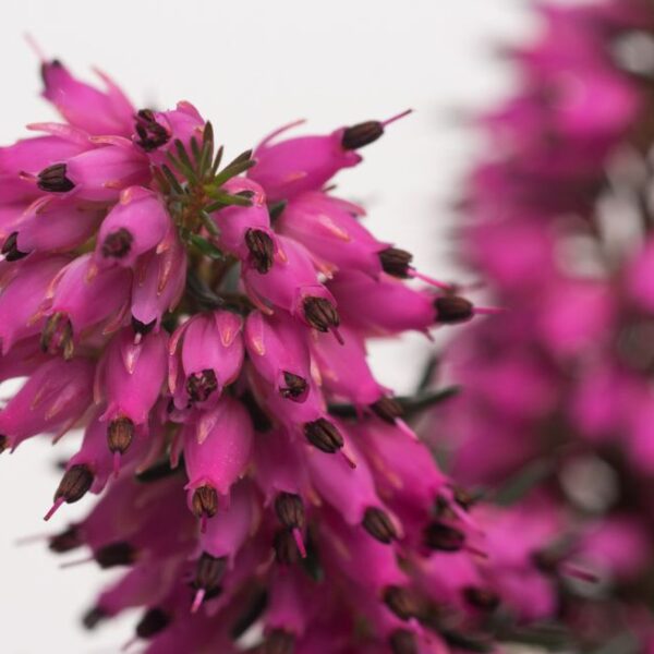 Erica carnea