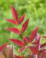 Nandina domestica 'Obsessed' - Image 3