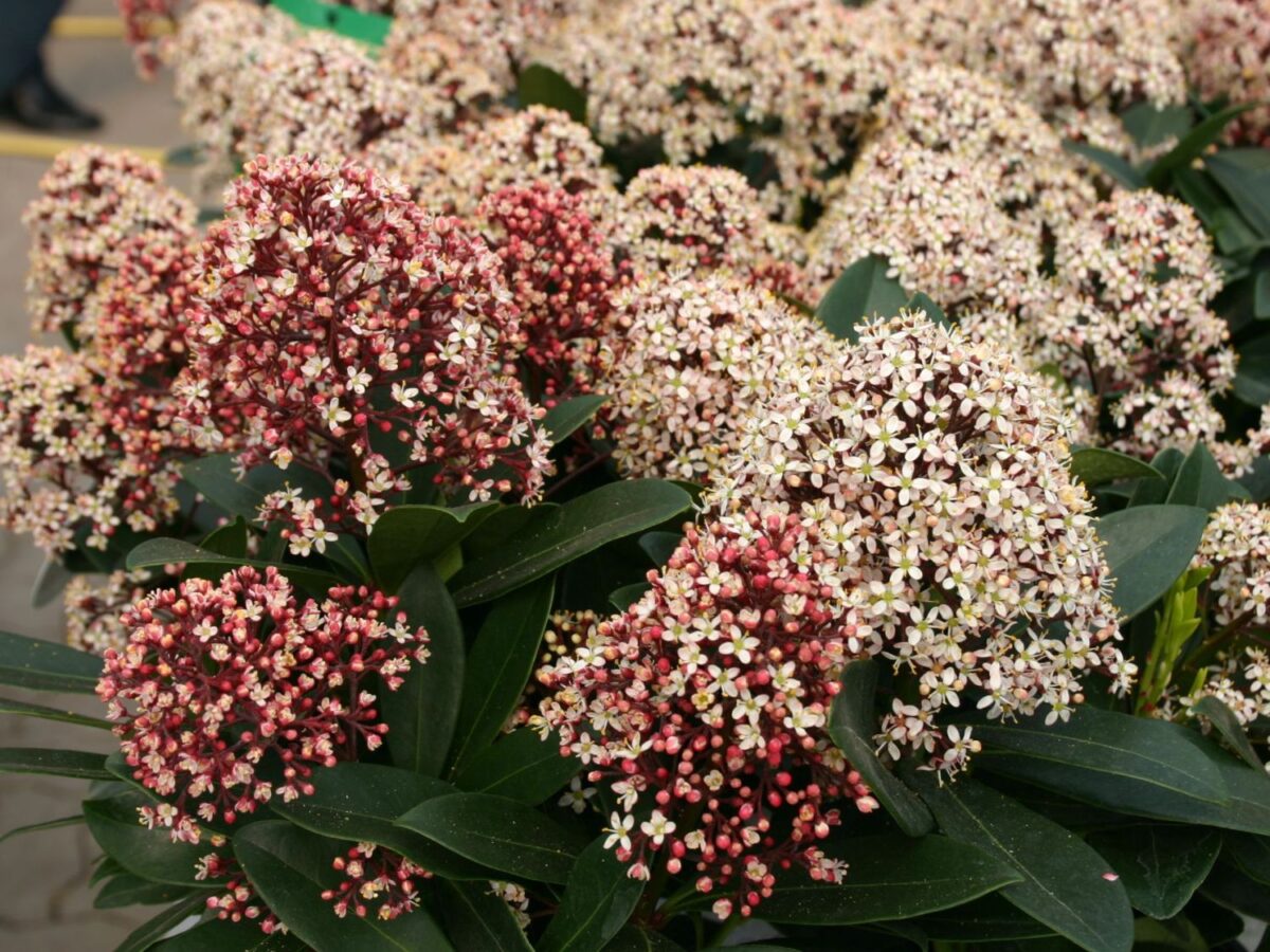 Skimmia japonica 'Rubella' - Image 4