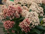 Skimmia japonica 'Rubella' - Image 4