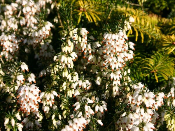 Erica carnea vřesovec, Isabell, P 11 – BÍLÁ - winterheide schneeheide isabell m014782 w 0