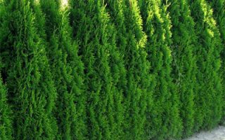 Thuja occidentalis 'Smaragd' - 736 1371 d vyr 283thuja