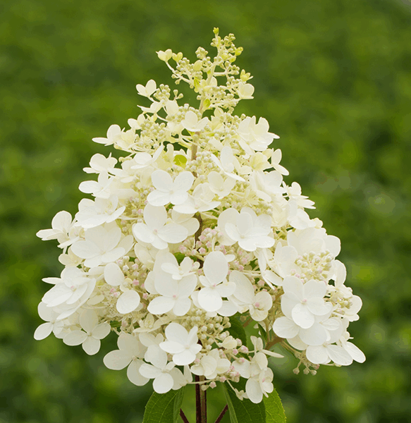 Hydrangea paniculata Hortenzie latnatá 'PANFLORA', P22