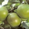 Zelená renklóda 'Verte'- Prunus d. 'Reine Claude Verte' - C5 L