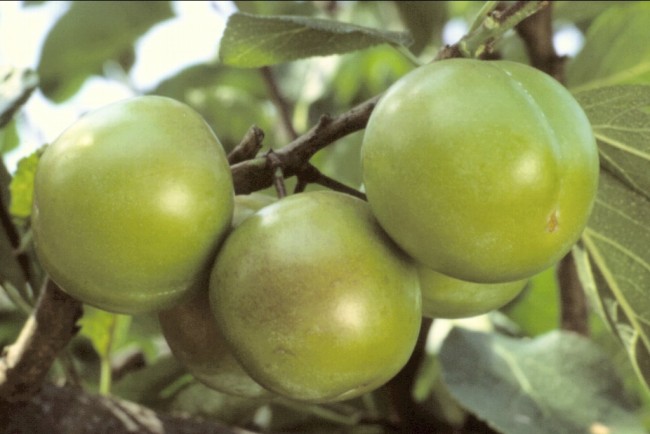Zelená renklóda 'Verte'- Prunus d. 'Reine Claude Verte' - file 17 263