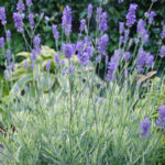 Lavandula angustifolia 'Platinum Blonde'