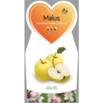 Jabloň 'Golden Delicious' - Image 2