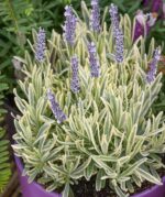 Lavandula angustifolia 'Platinum Blonde' - Image 2
