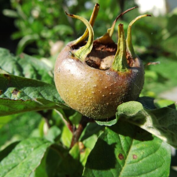 Mišpule obecná 'Westerveld'