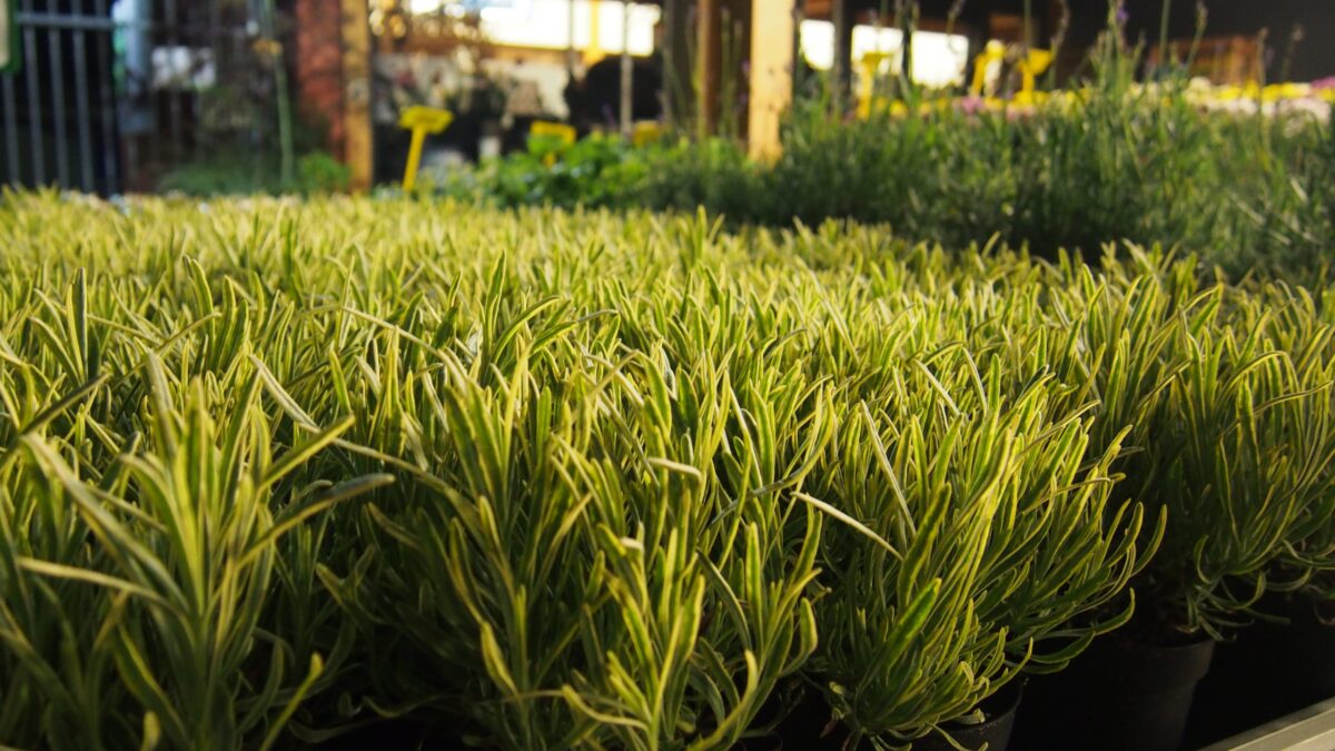 Lavandula angustifolia 'Platinum Blonde' - Image 3
