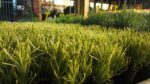 Lavandula angustifolia 'Platinum Blonde' - Image 3