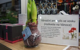 Amarylka ve vosku_WAXZ® - Art Vermeer - P1012100