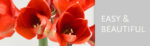 Amarylka ve vosku_WAXZ® Colorz - Image 3