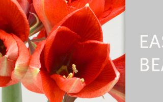 Amarylka ve vosku_WAXZ® - Art Vermeer - Slider NWF nowaterflowers