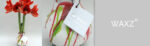 Amarylka ve vosku_WAXZ® Colorz - Image 4