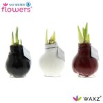 Amarylka ve vosku_WAXZ® Colorz
