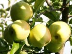 Jabloň 'Golden Delicious'
