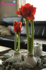 Amarylka ve vosku_WAXZ® Colorz - Image 6