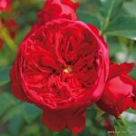ROSA KORDES 'Florentina'® - Image 2