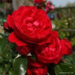 ROSA KORDES 'Florentina'® - Image 3