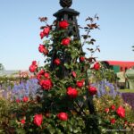 ROSA KORDES 'Florentina'® - Image 4